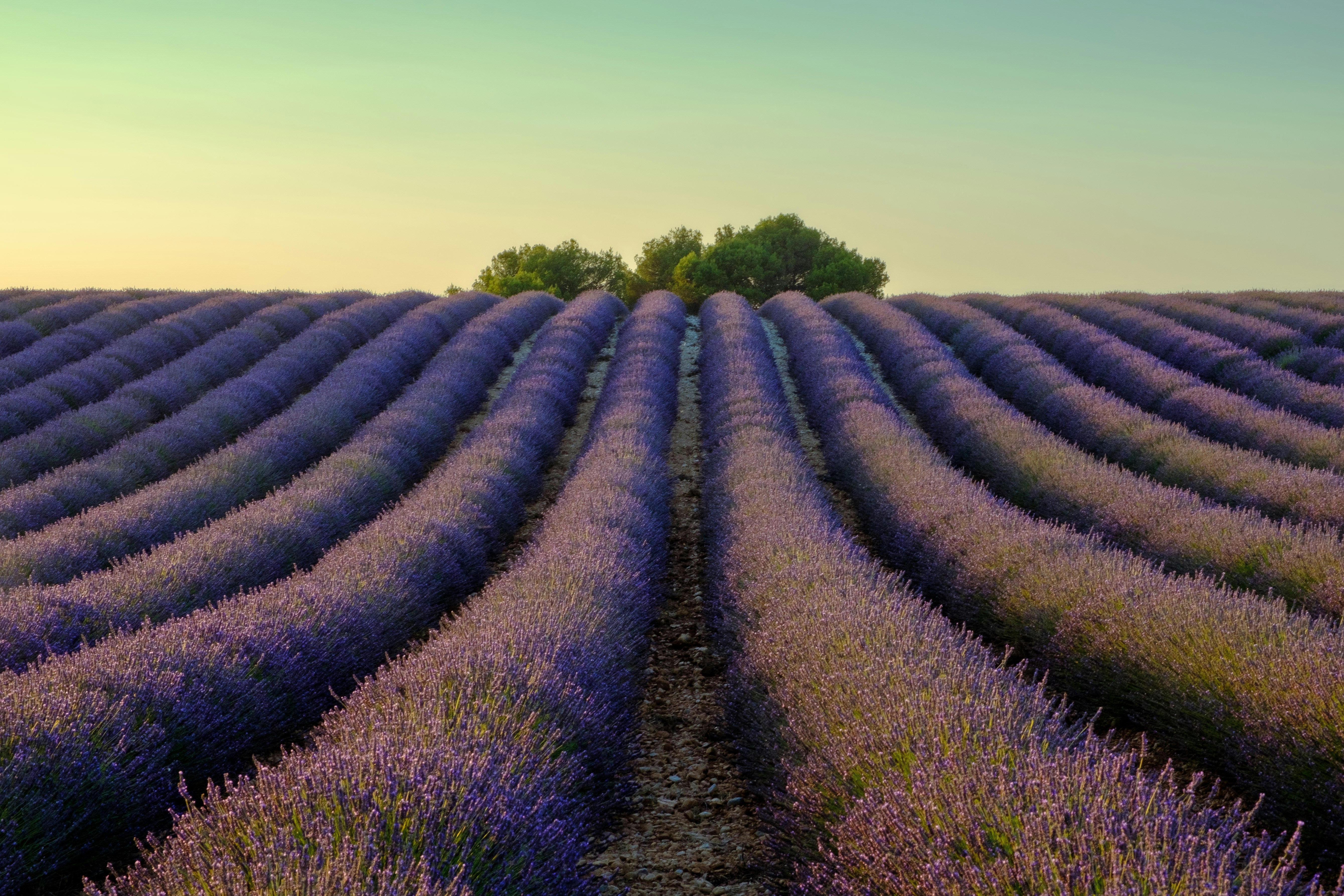 Mediterranean landscape and sustainable farming